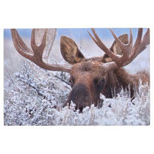 Ice & Snow   Grand Teton National Park, Wyoming Metal Print