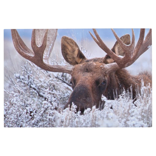 Ice & Snow | Grand Teton National Park, Wyoming Metal Print (Front)