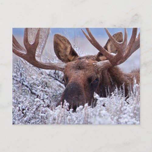 Ice  Snow  Grand Teton National Park Wyoming Postcard