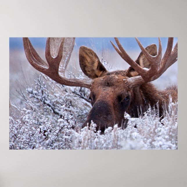 Ice & Snow | Grand Teton National Park, Wyoming Poster (Front)