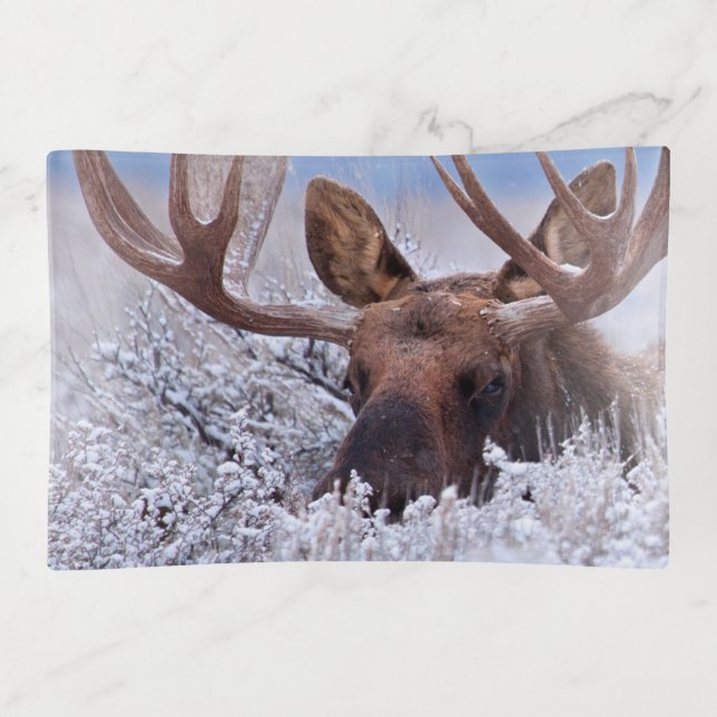 Ice & Snow | Grand Teton National Park, Wyoming Trinket Tray (Front)
