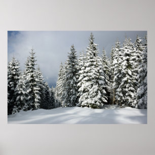 Ice & Snow Pine Woodland, Austria Poster