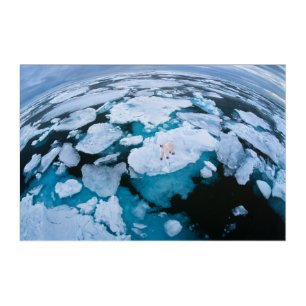 Ice & Snow   Polar Bear, Arctic Ocean, Svalbard Acrylic Print