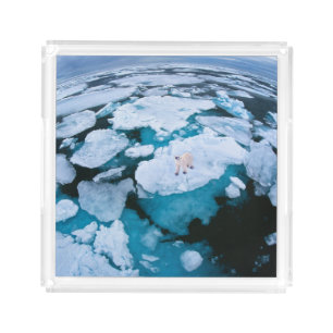 Ice & Snow Polar Bear, Arctic Ocean, Svalbard Acrylic Tray