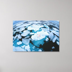 Ice & Snow Polar Bear, Arctic Ocean, Svalbard Canvas Print