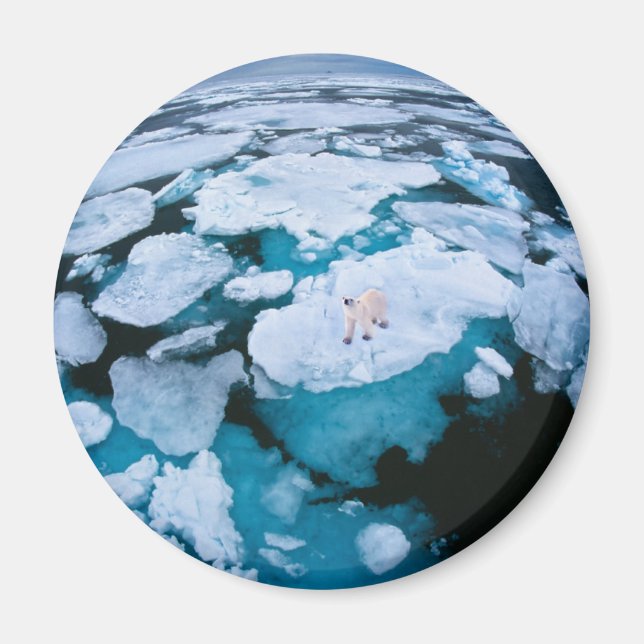 Ice & Snow | Polar Bear, Arctic Ocean, Svalbard Magnet (Front)