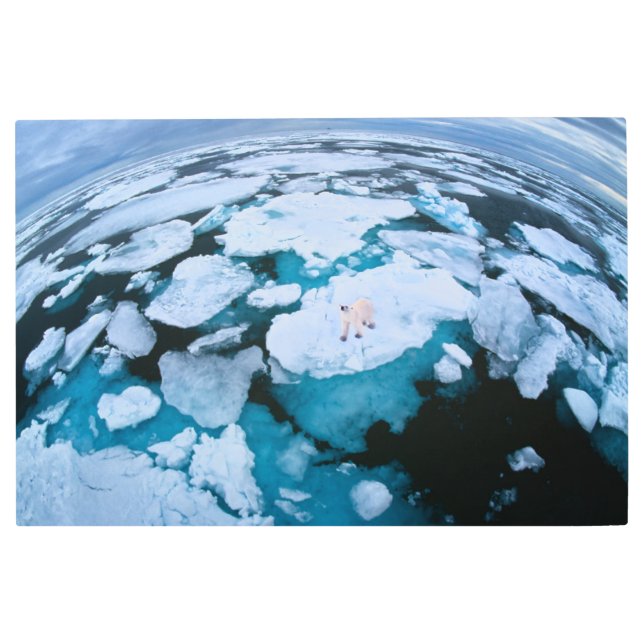 Ice & Snow | Polar Bear, Arctic Ocean, Svalbard Metal Print (Front)