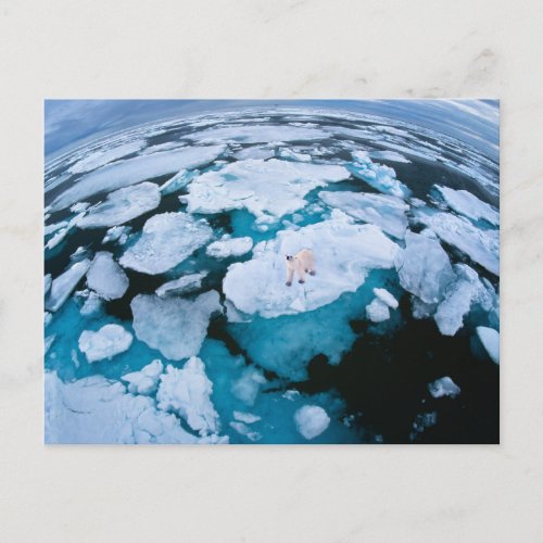 Ice  Snow  Polar Bear Arctic Ocean Svalbard Postcard