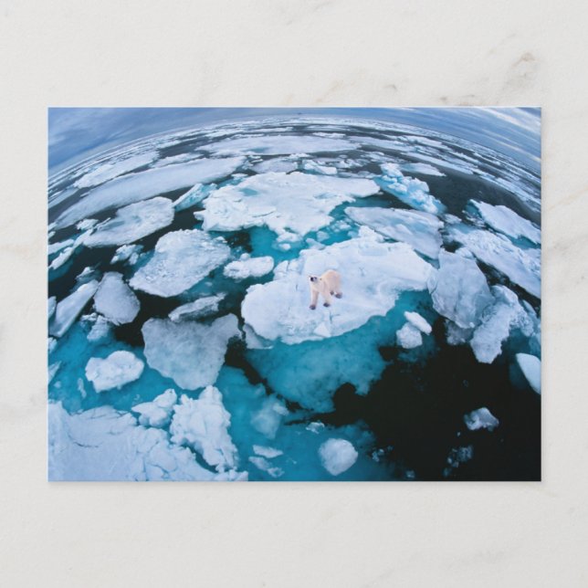 Ice & Snow | Polar Bear, Arctic Ocean, Svalbard Postcard (Front)