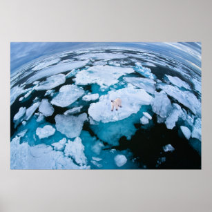 Ice & Snow   Polar Bear, Arctic Ocean, Svalbard Poster