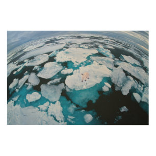 Ice & Snow   Polar Bear, Arctic Ocean, Svalbard Wood Wall Art