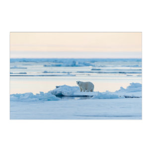 Ice & Snow Polar Bear Iceberg Norway Acrylic Print