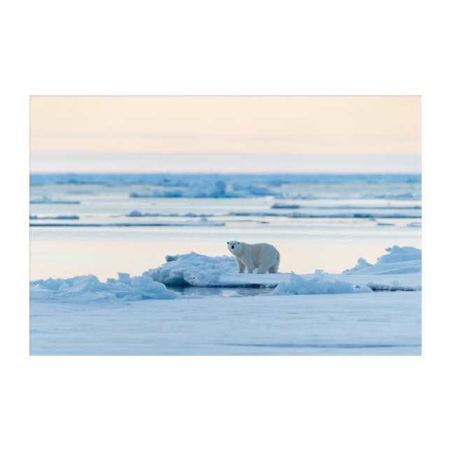 Ice & Snow | Polar Bear Iceberg Norway Acrylic Print (Front)