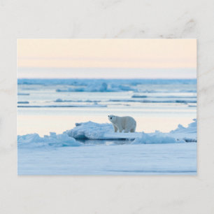 Ice & Snow   Polar Bear Iceberg Norway Postcard