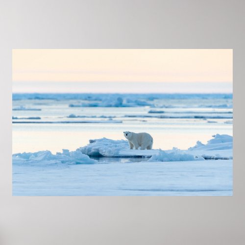 Ice  Snow  Polar Bear Iceberg Norway Poster