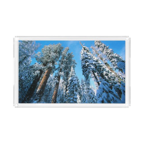 Ice  Snow  Sequoia National Park California Acrylic Tray