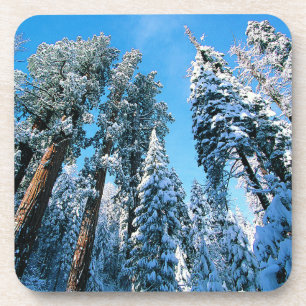 Ice & Snow   Sequoia National Park, California Beverage Coaster