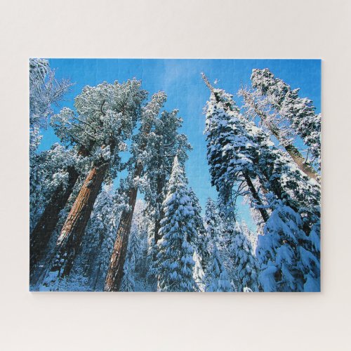 Ice  Snow  Sequoia National Park California Jigsaw Puzzle