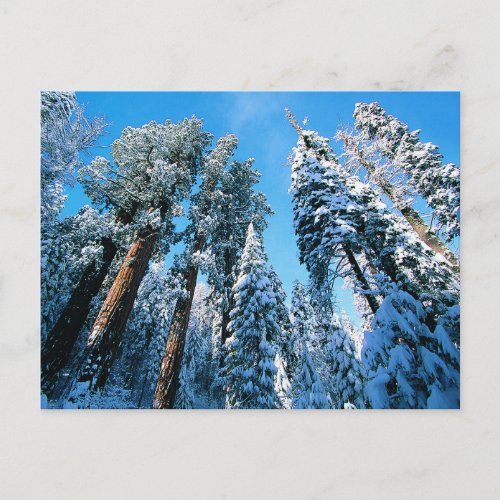 Ice  Snow  Sequoia National Park California Postcard