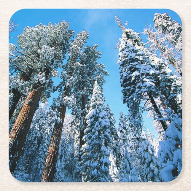 Ice & Snow | Sequoia National Park, California Square Paper Coaster (Front)