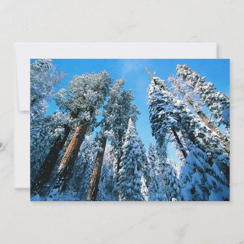 Ice  Snow  Sequoia National Park California Thank You Card