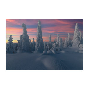 Ice & Snow Snow Covered Trees, Lapland, Finland Acrylic Print
