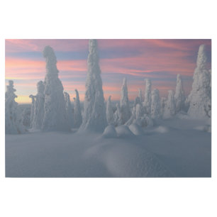 Ice & Snow Snow Covered Trees, Lapland, Finland Gallery Wrap