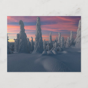 Ice & Snow Snow Covered Trees, Lapland, Finland Postcard