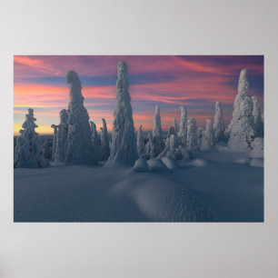 Ice & Snow Snow Covered Trees, Lapland, Finland Poster