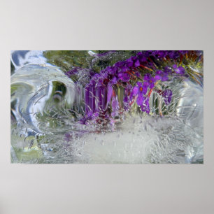 Iced Black Knight Butterfly Bush, Poster