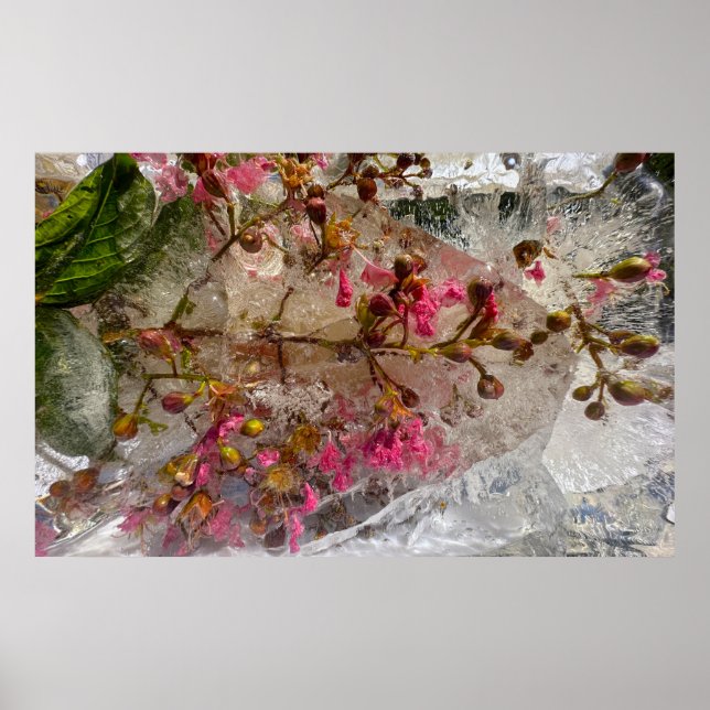Iced Blossoms,  Poster (Front)