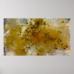 Iced Blossoms,  Poster