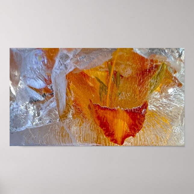 Iced Lilies, Poster (Front)