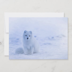 Iceland Arctic Fox