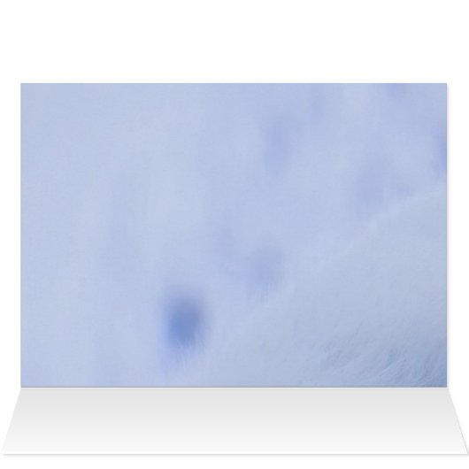 Iceland Arctic Fox (Inside Horizontal (Top))