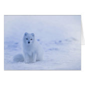 Iceland Arctic Fox (Front Horizontal)