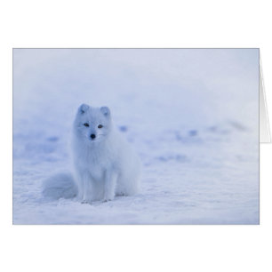 Iceland Arctic Fox