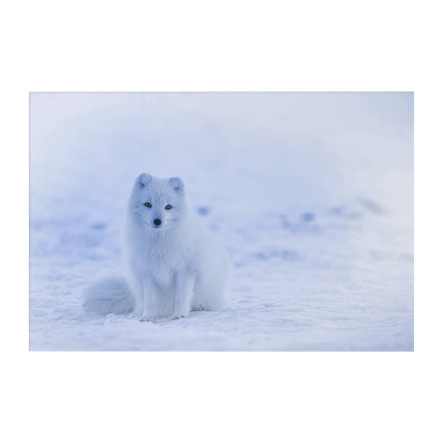 Iceland Arctic Fox Acrylic Print (Front)