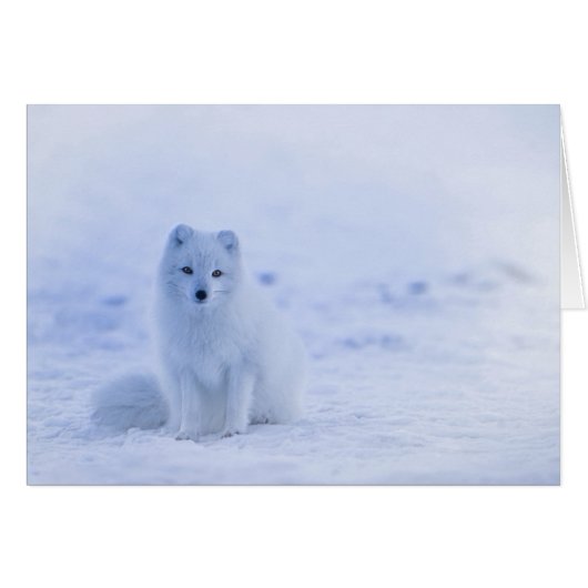 Iceland Arctic Fox Cards (Front Horizontal)