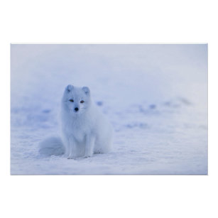Iceland Arctic Fox Poster