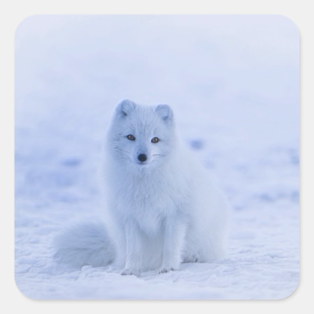 Iceland Arctic Fox Square Sticker (Front)