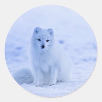 Iceland - Arctic Fox  White On White Photograph Classic Round Sticker by Virginia5050 at Zazzle