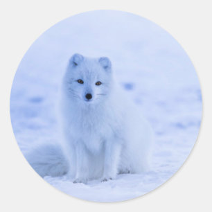 Iceland - Arctic Fox, white on white photograph Classic Round Sticker