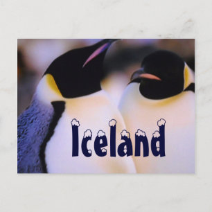 Iceland arctic penguins postcard