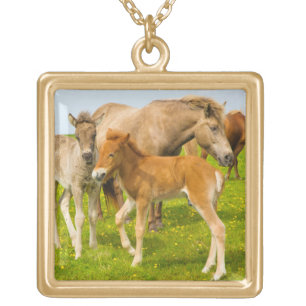 Iceland. Dyrholaey. Icelandic horse foals Gold Plated Necklace