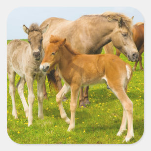 Iceland. Dyrholaey. Icelandic horse foals Square Sticker