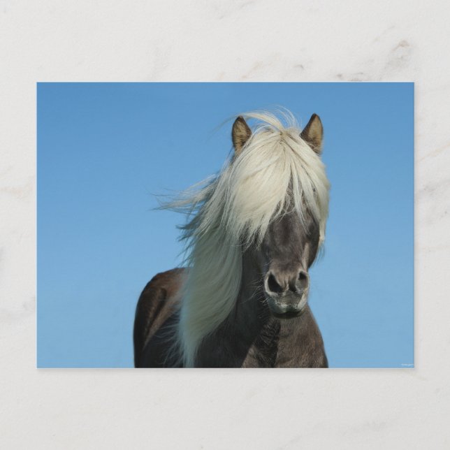 Iceland Horse Tourism Nature Beautiful Postcard (Front)