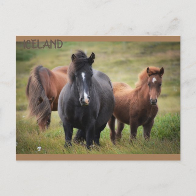 Iceland - Horses Postcard (Front)