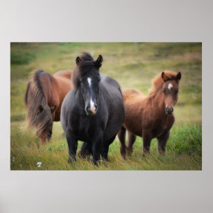Iceland - Horses Poster