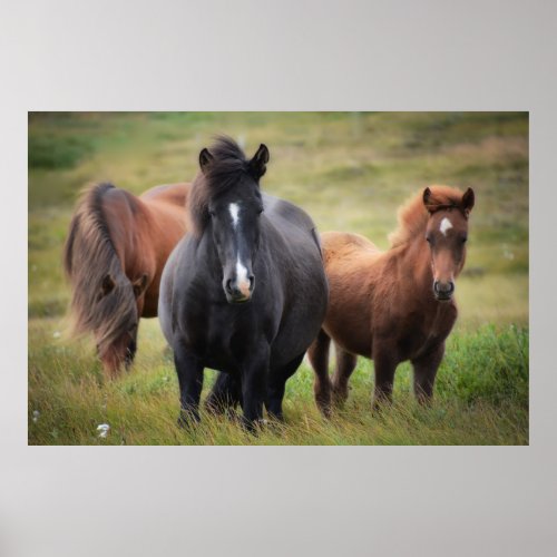 Iceland _ Horses Poster